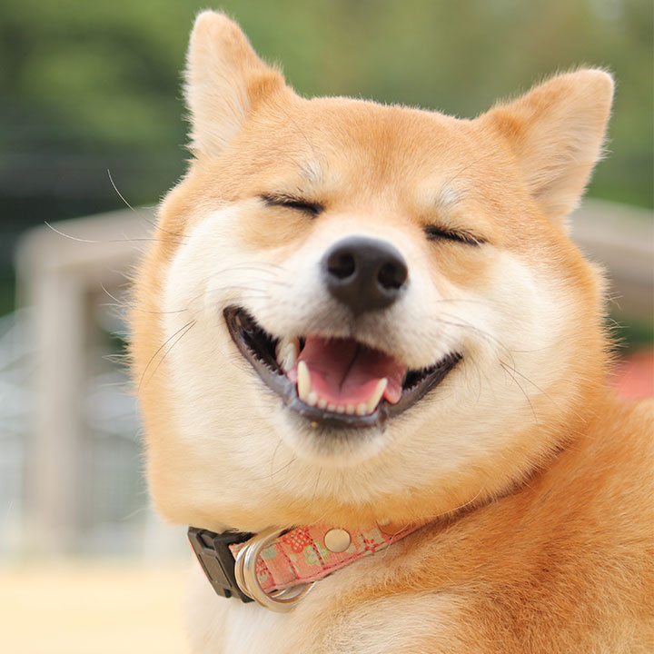 まずはメリットを紹介!